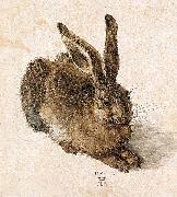 Albrecht Durer Young Hare oil